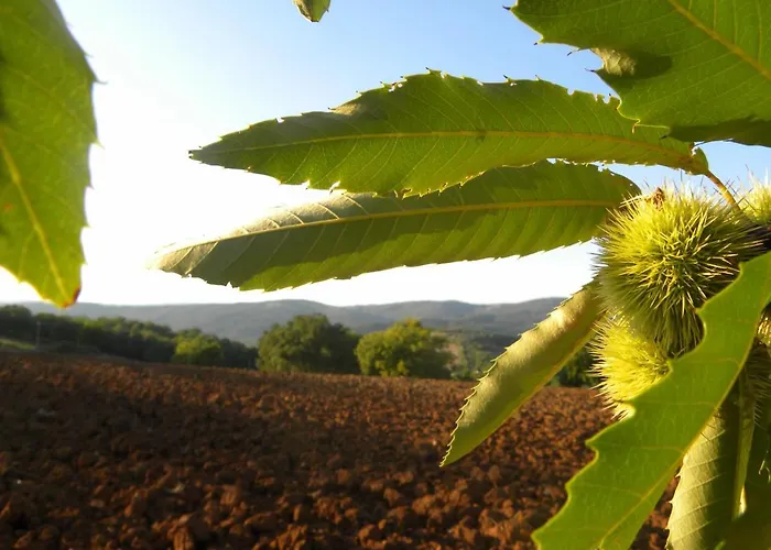 Agriristoro Podere S. Andrea