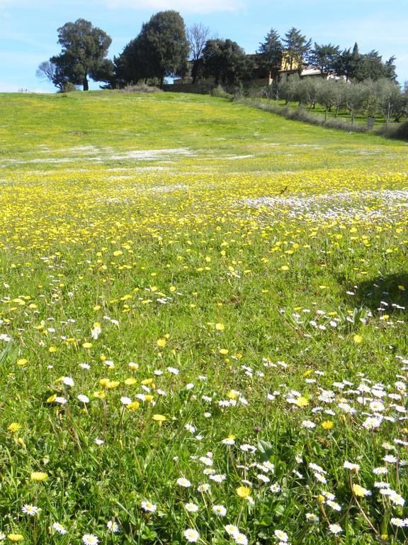 Apartment Agriristoro Podere S. Andrea Massa Marittima