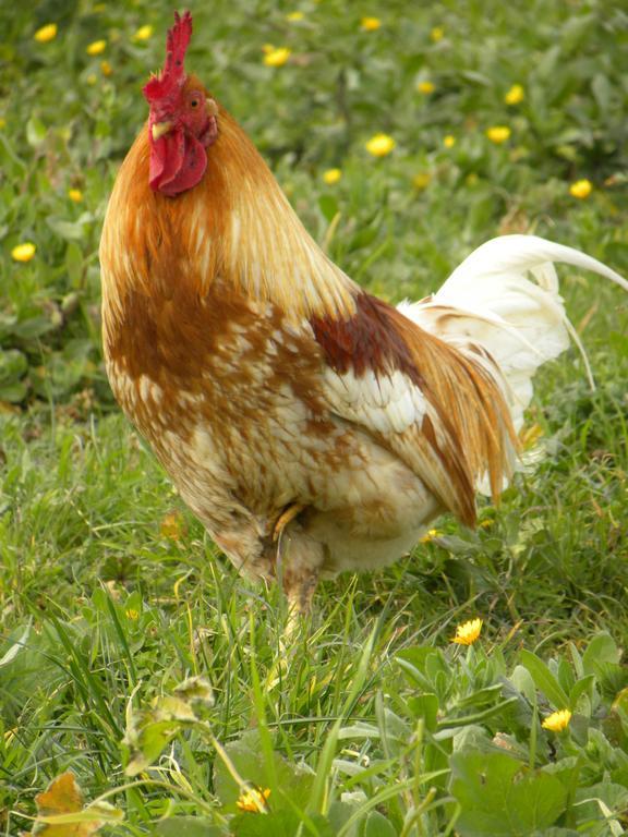 Apartment Agriristoro Podere S. Andrea *