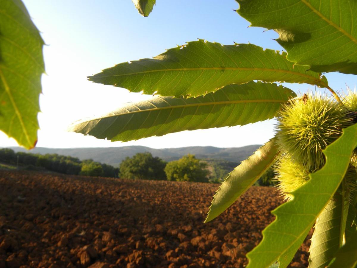 Apartment Agriristoro Podere S. Andrea Massa Marittima