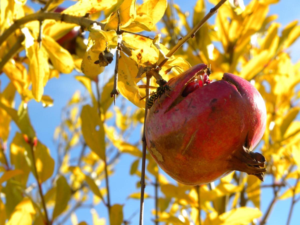 Agriristoro Podere S. Andrea Apartment Massa Marittima
